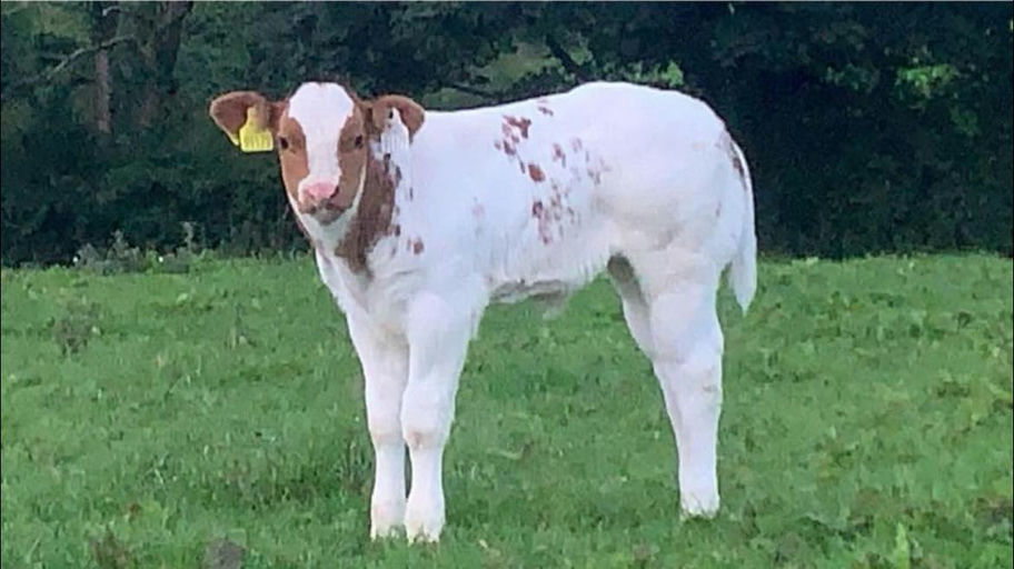 RED LIONS DE LA ROUGE CENSE Picture 9