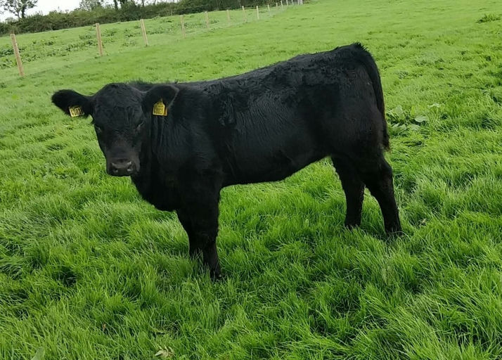 KILTEEVAN NICKY Picture 2