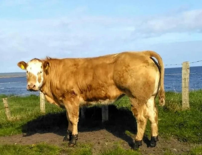 WILODGE JOSKINS Picture 12