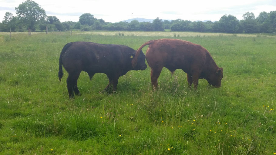 Brooklands F0959 sired twins out of a first calver