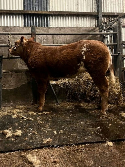 ELDERBERRY GALAHAD Picture 9