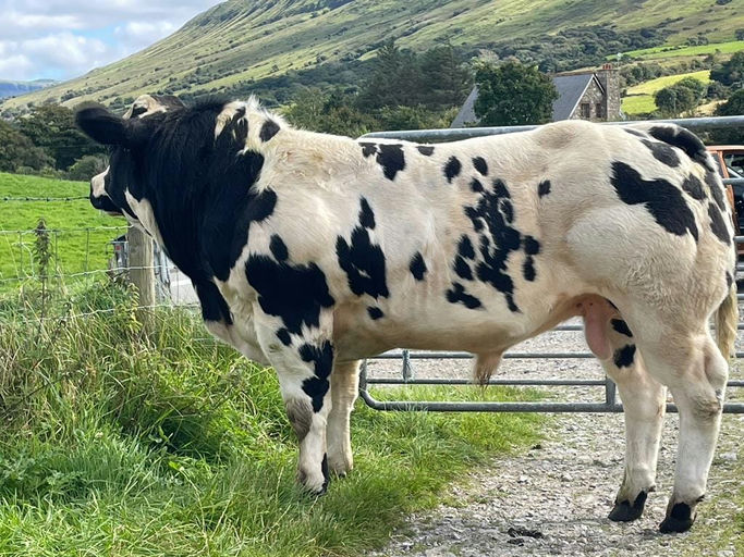 James Bond sired bull weanling