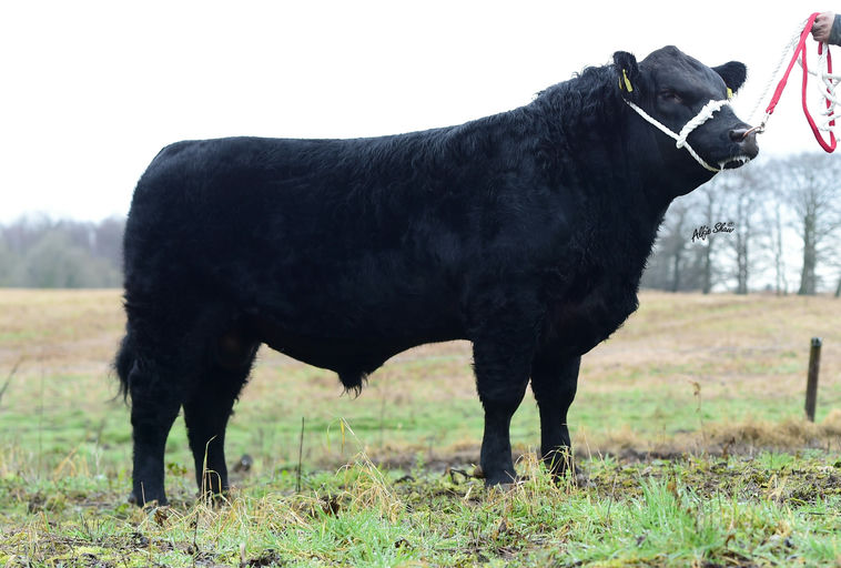 KILTEEVAN NICKY Picture 0