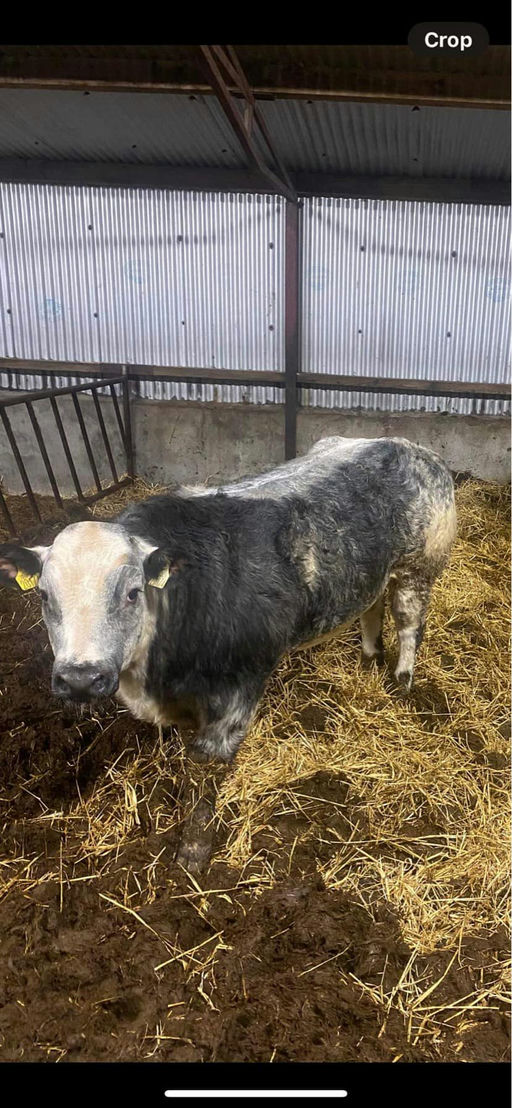 Brooklands Rowan sired bull weanling