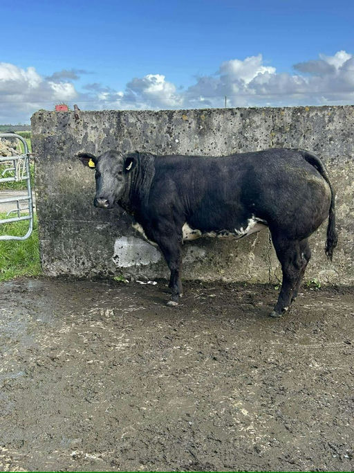 Mats Van Terbeck sired heifer
