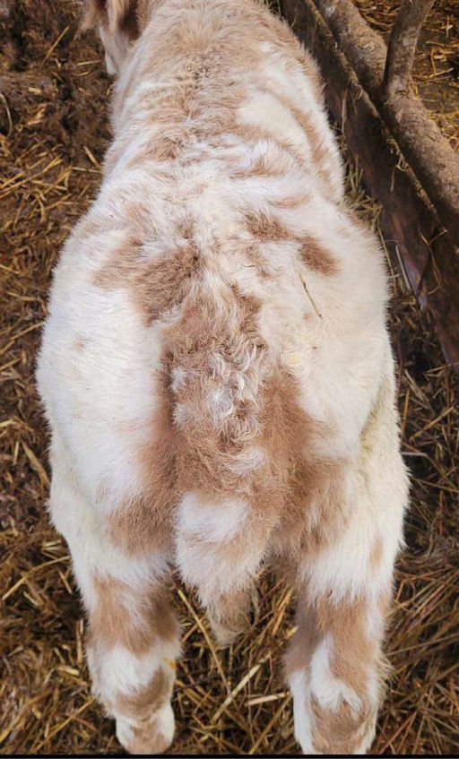 BALLYM ROCCO Picture 4