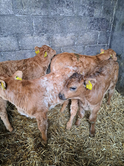 Birchpark Rufus sired calves