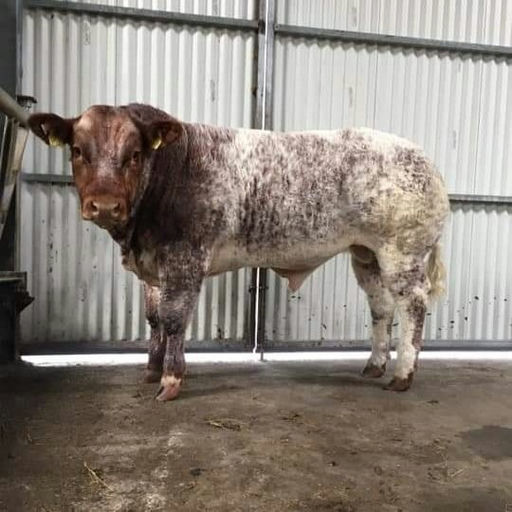 ELDERBERRY GALAHAD Picture 6