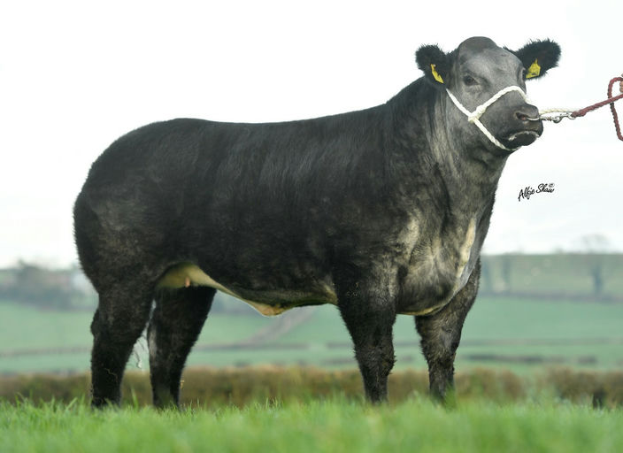 AFFUTE DE THIBOUMONT Picture 1
