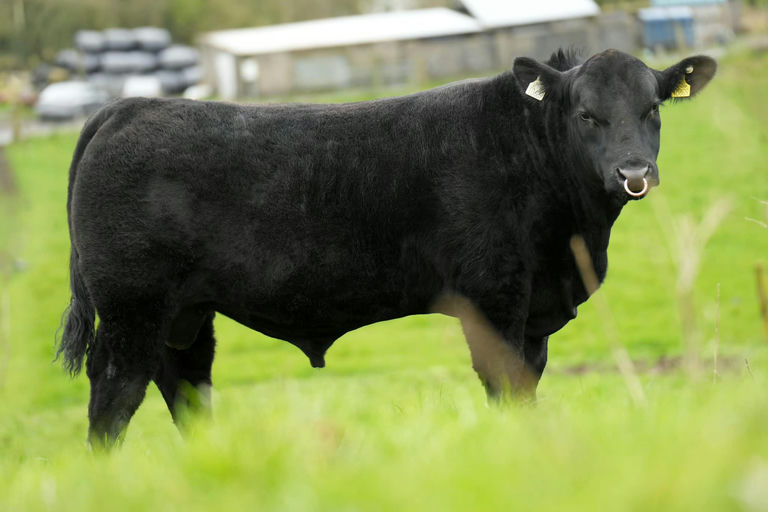 LISDUFF RED PEPPER R368 Picture 5