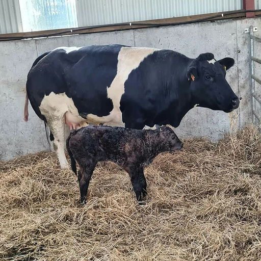 ELDERBERRY GALAHAD Picture 15