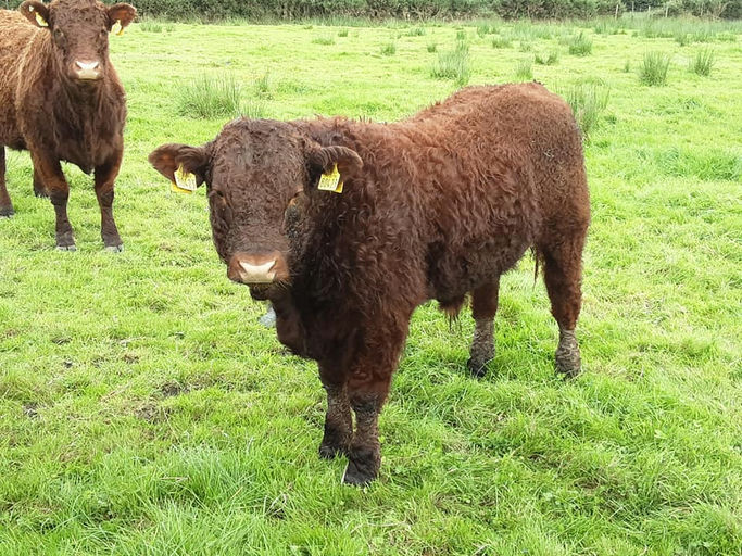 Montesqieu sired bull weanling