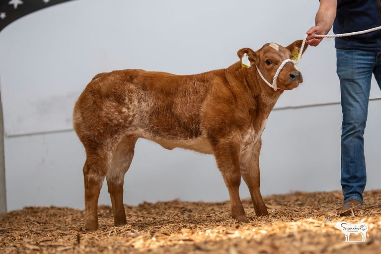 Rambo's maternal half sister - top price at Elite Commercial Sale Stranorlar at €13,000