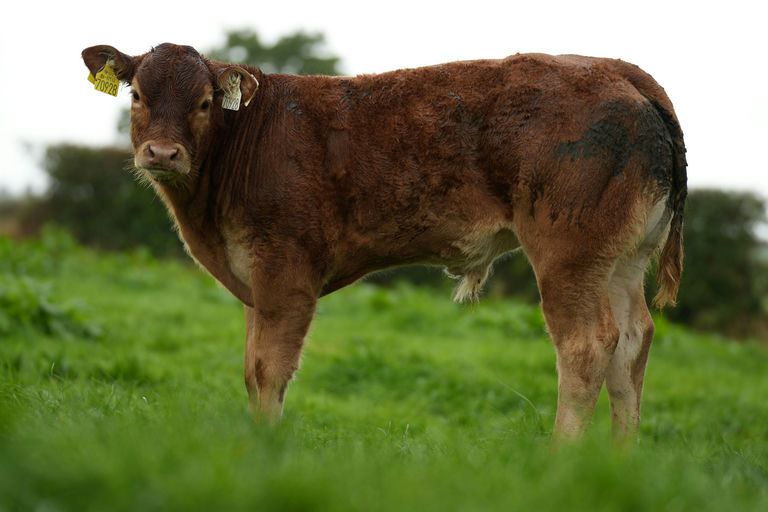Birchpark Rufus sired bull calf
