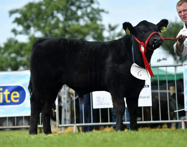 KILTEEVAN NICKY Picture 4