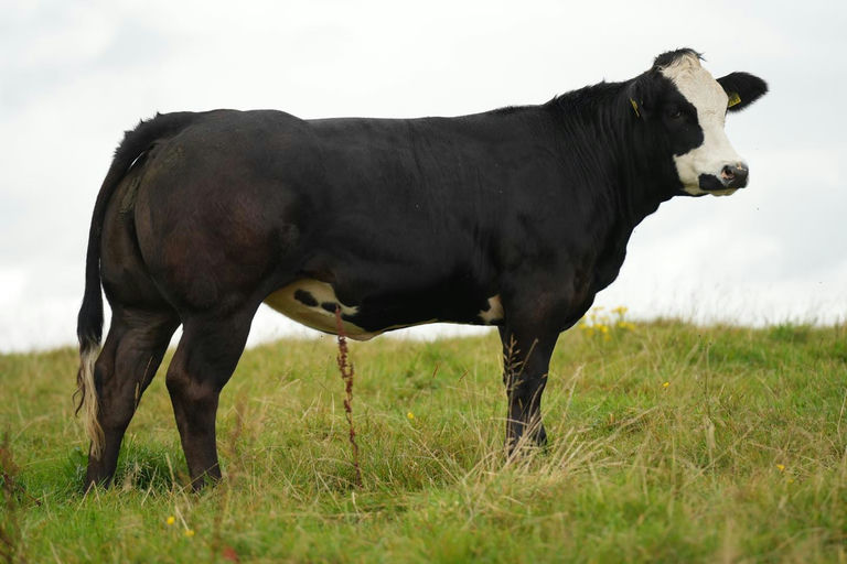 EWDENVALE IVOR Picture 7