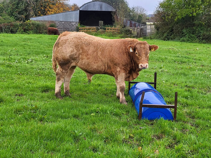 BALLYM ROCCO Picture 11