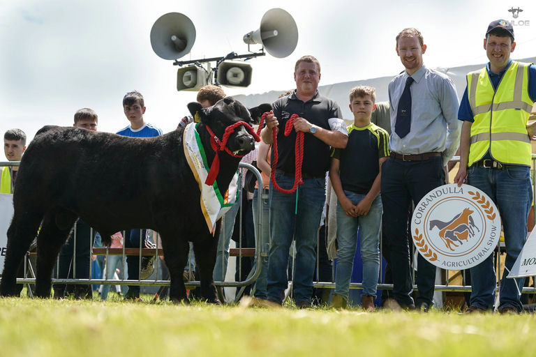 Drumcrow Tribesman son - Interbreed Champion at Corrandulla Show 2024