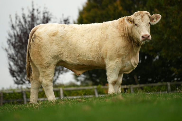 Maternal half sister to Kilvilcorris Tim