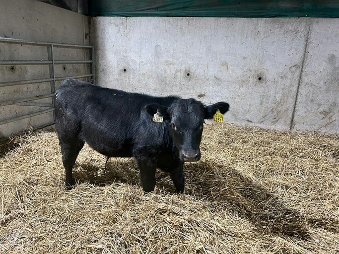 Drumcrow Tribesman dairy beef calf