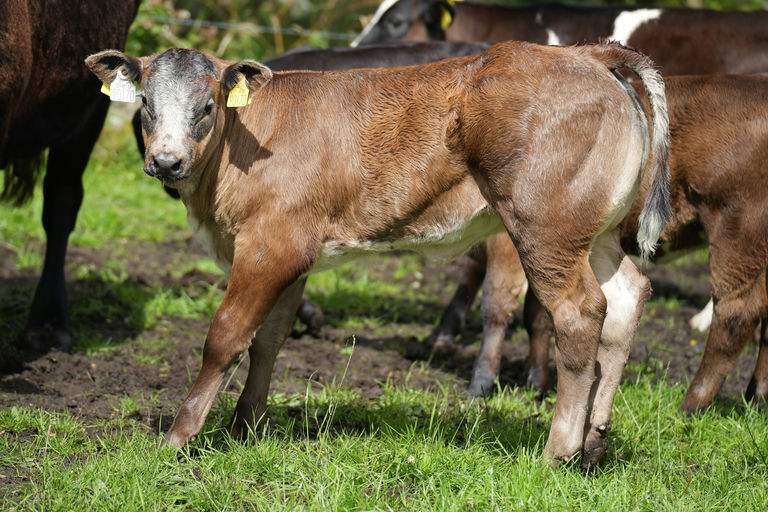 Townleyhall Rupert sired heifer calf