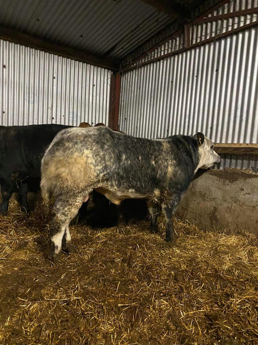 Brooklands Rowan sired bull  weanling