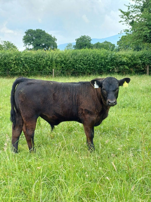 KEALKIL PRIME LAD Picture 3