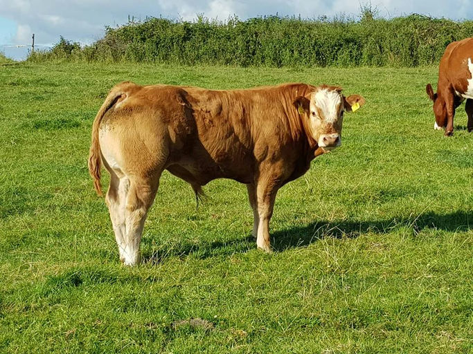 BROOKLANDS F0959 Picture 1