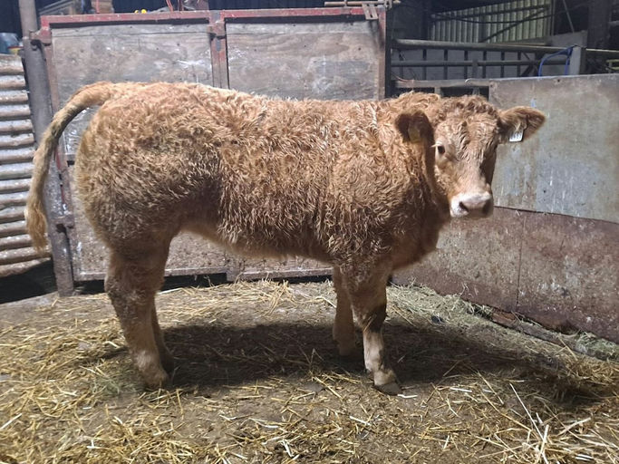 BALLYM ROCCO Picture 13