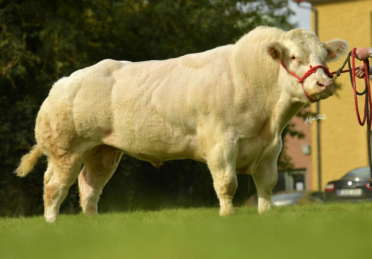 Affute De Thiboumont (BB4597)