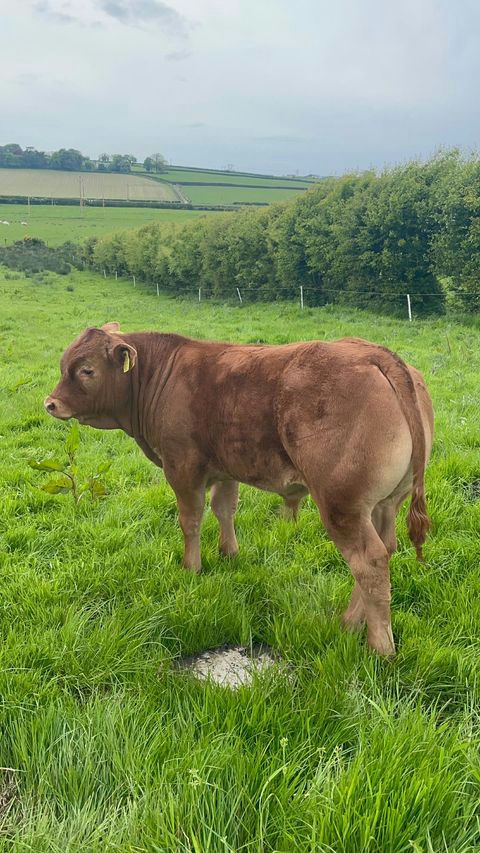 EWDENVALE IVOR Picture 12