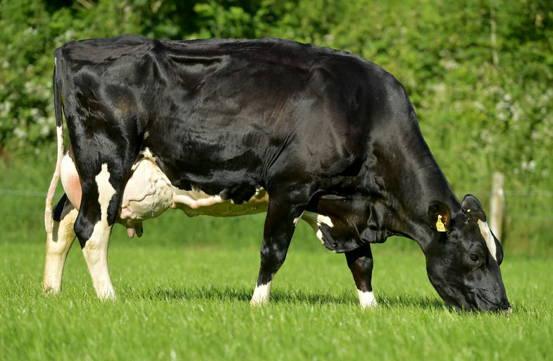 FR5704 Hillsdale Mo Salah