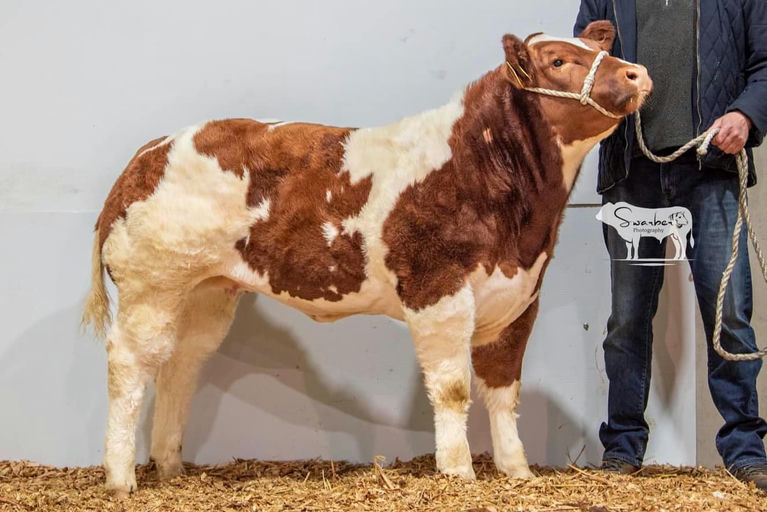 RED LIONS DE LA ROUGE CENSE Picture 2