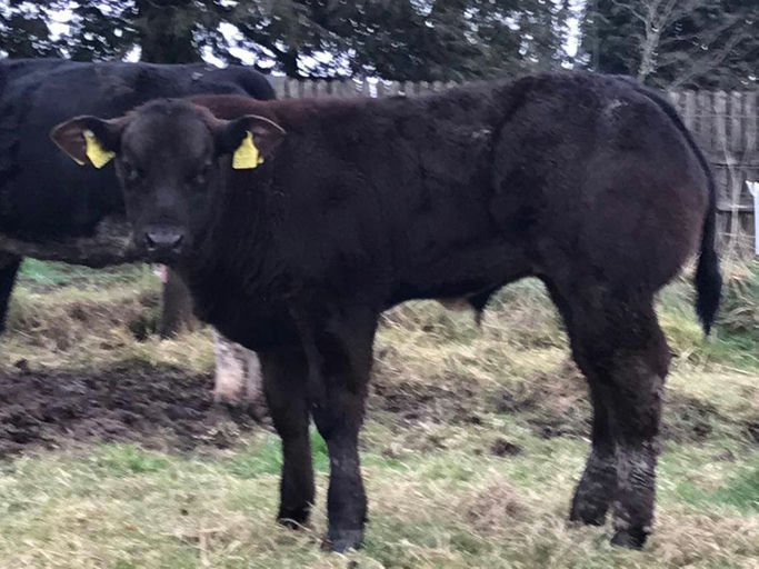 WILODGE JOSKINS Picture 7