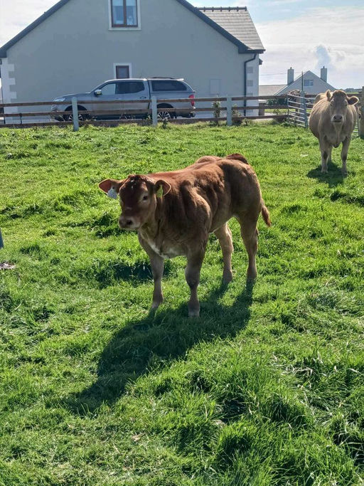 CLADDAGH MCCABE (ET) Picture 16