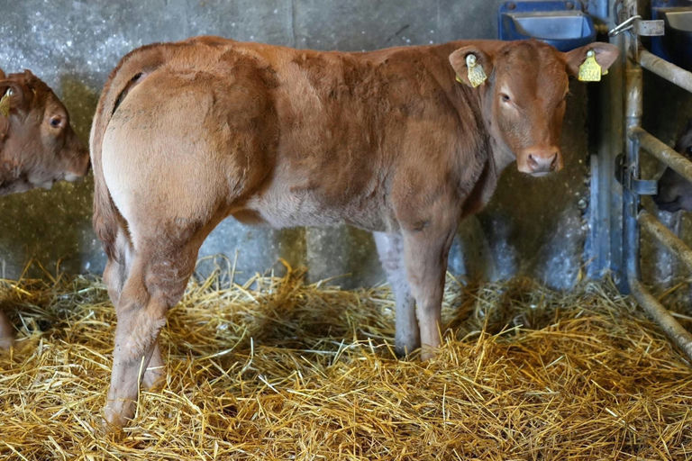 Drumline S 1185 sired heifer calf