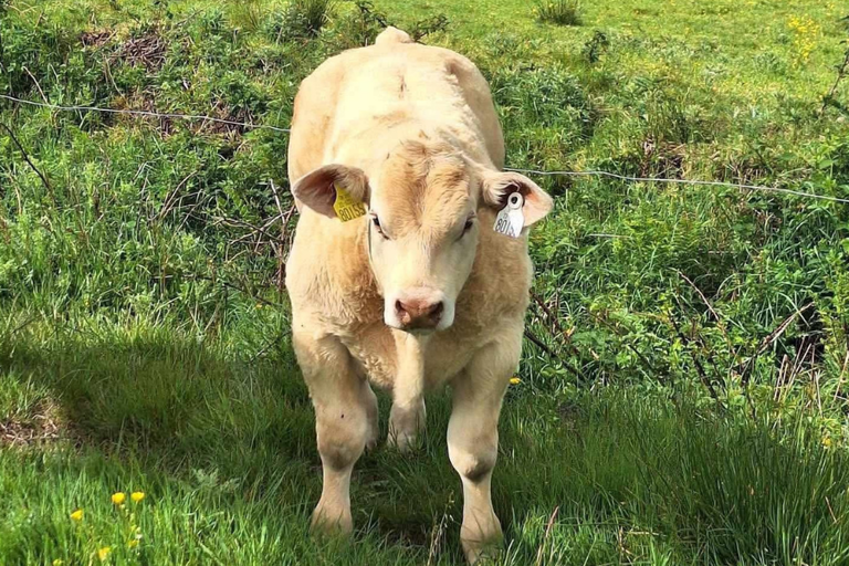 CLENAGH SUPERIOR ET Picture 12