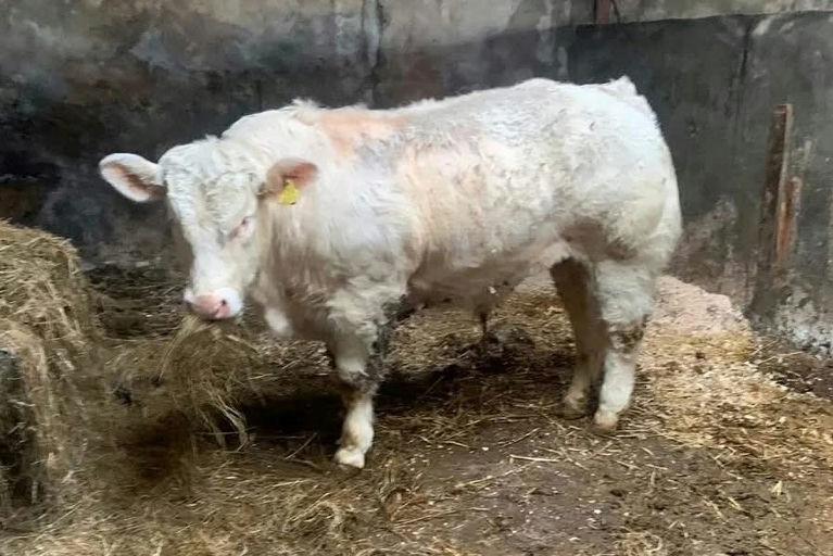 Cattanview Supreme (CH8541) son