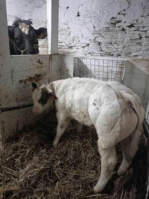 JUPITER DE MARTINPRE Picture 2