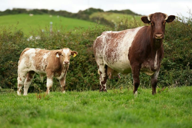 BALLYM ROCCO Picture 5