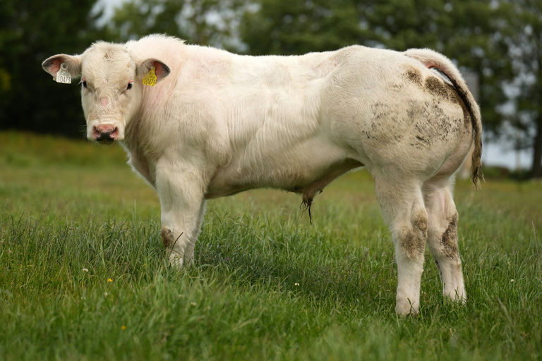 Moderato sired bull calf