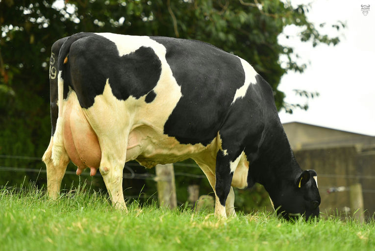 Kilsunny Ruby 119 EX 91 - Dam