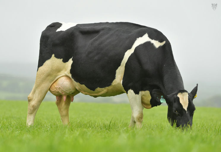 SAINTBRIGID FRANK JOSEPH Picture 3