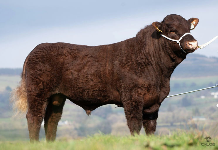 Montesqieu son, 2nd Place in the All-Ireland Junior Calf class at Tullamore Show 2024