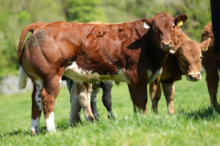 An De Beauffaux (BB4438) sired bull weanling