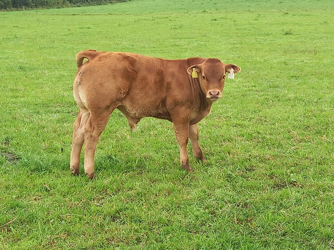 BROOKLANDS MARCO Picture 5
