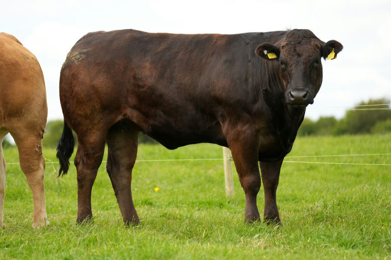 CASTLEVIEW CASINO (ET) Picture 7