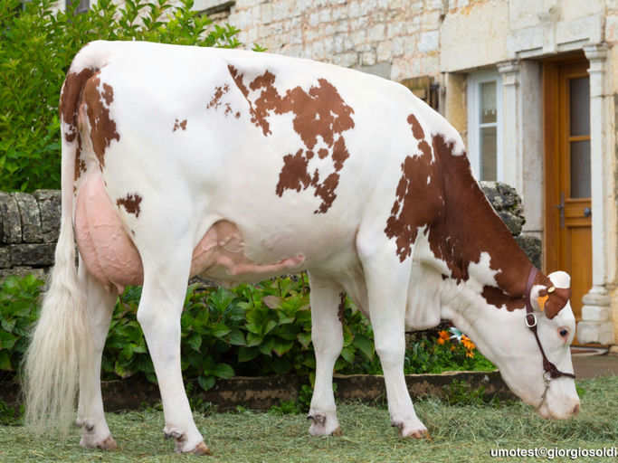 MO4146 Ilanne daughter