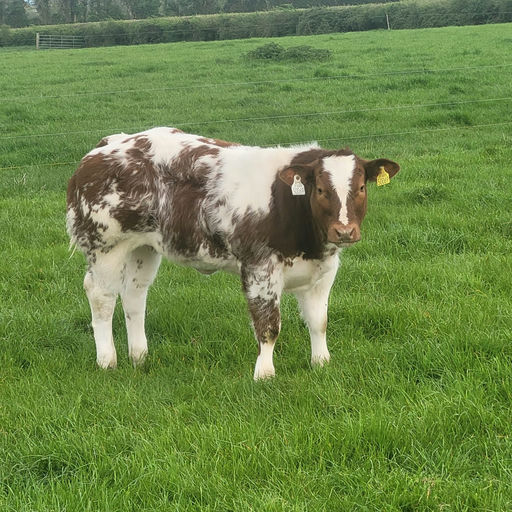 Rambo's maternal half sister