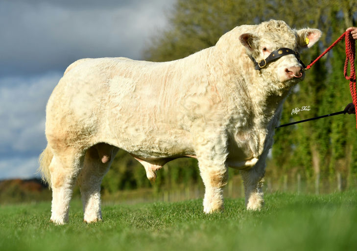 BALLYM ROCCO Picture 0